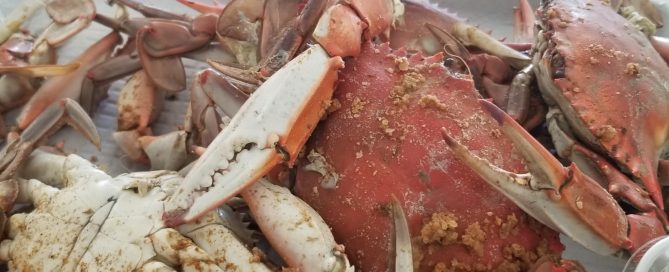 Delicious cooked crab
